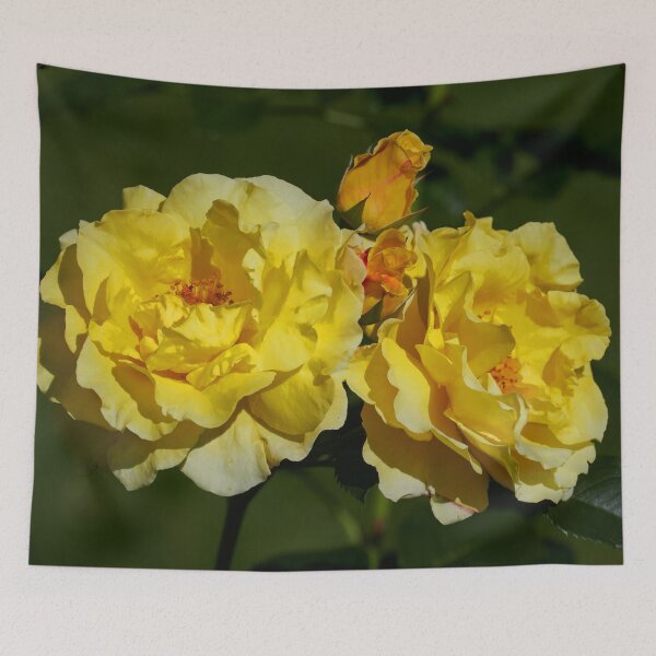 Item preview, Lichtkonigin Lucia yellow. Roses of the late summer series numer 34 designed and sold by Jouko Lehto Photography.