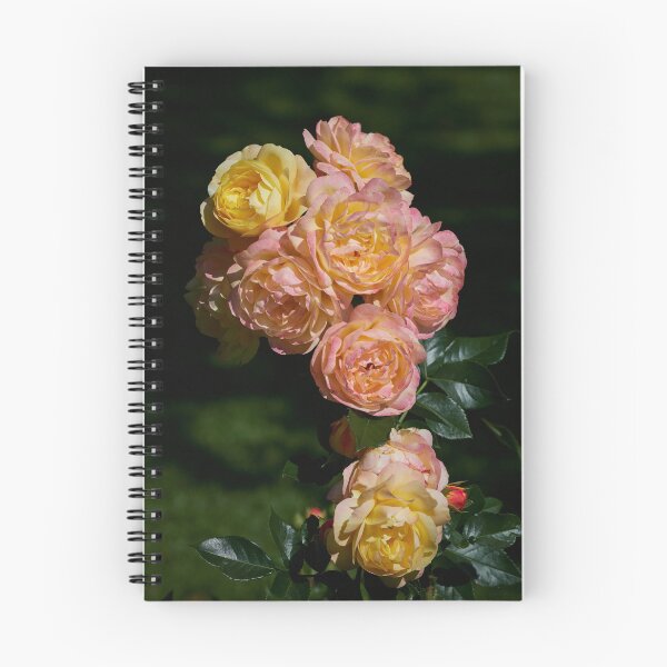 Item preview, Lampion for you. Roses of the late summer series number 38 designed and sold by Jouko Lehto Photography.