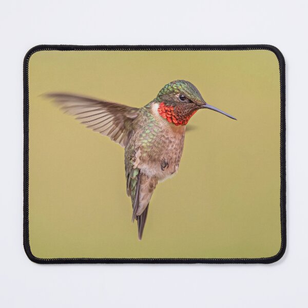 Item preview, Ruby-throated hummingbird hovering designed and sold by James Cumming.