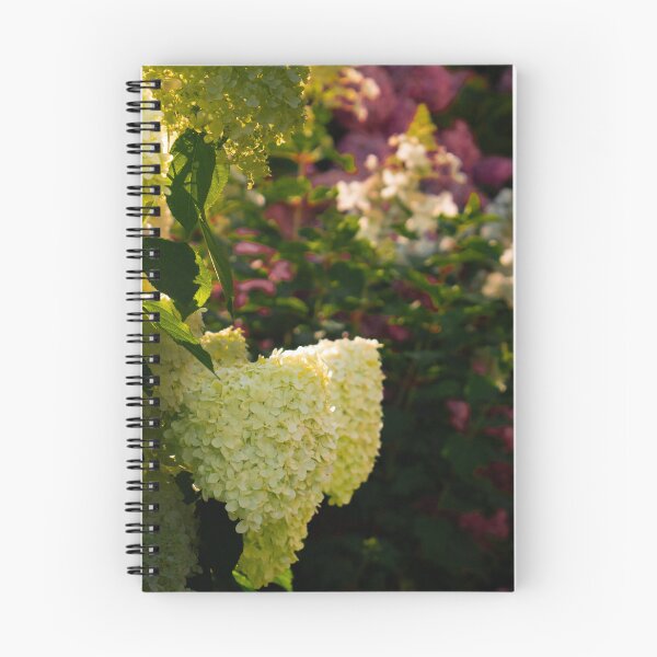 Item preview, hydrangeas at my garden designed and sold by DPVisualsLV.