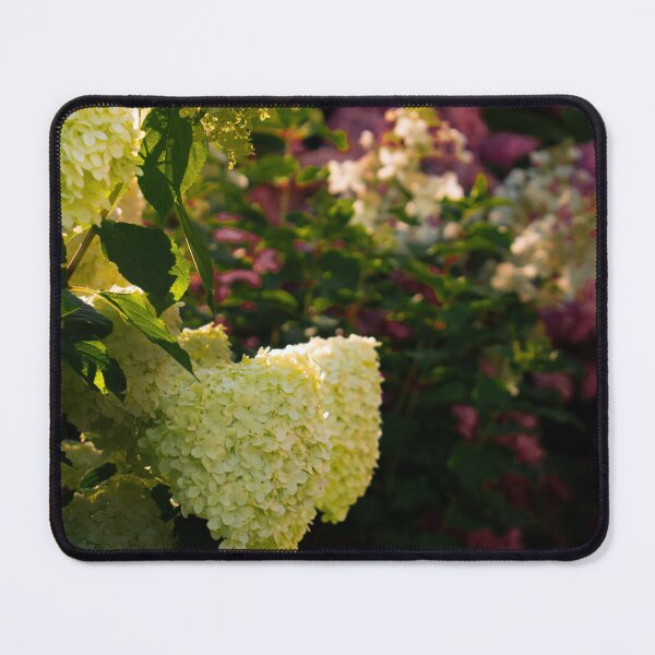 Item preview, hydrangeas at my garden designed and sold by DPVisualsLV.