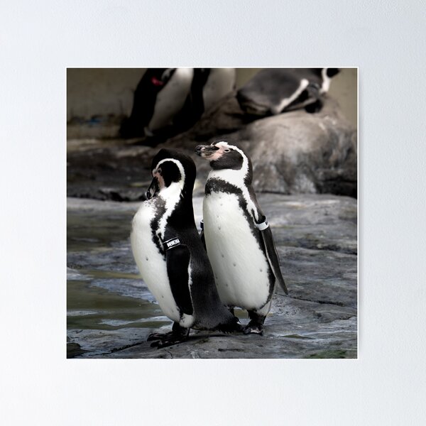 Item preview, Two penguins in love designed and sold by DPVisualsLV.