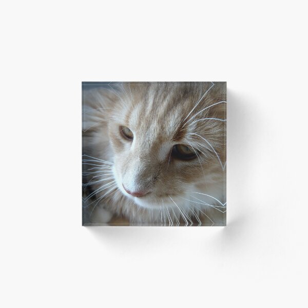 Maine Coon Acrylic Block