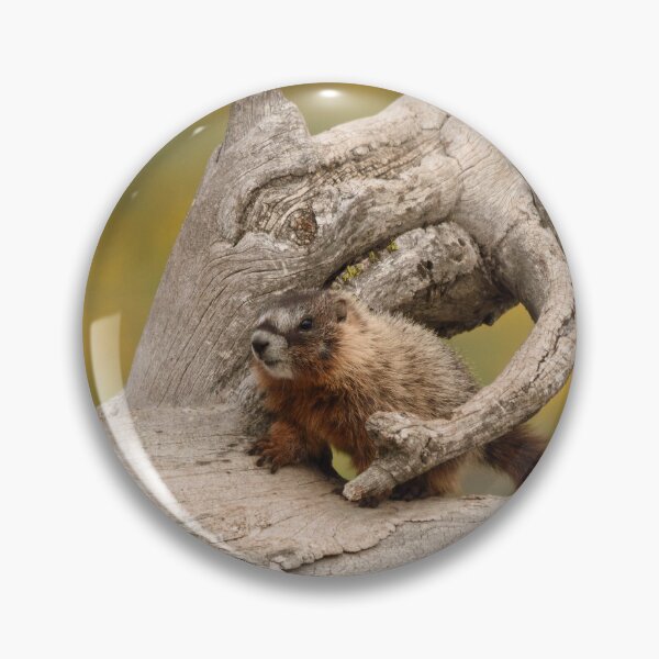 Item preview, tree hugged marmot designed and sold by grizzbass.