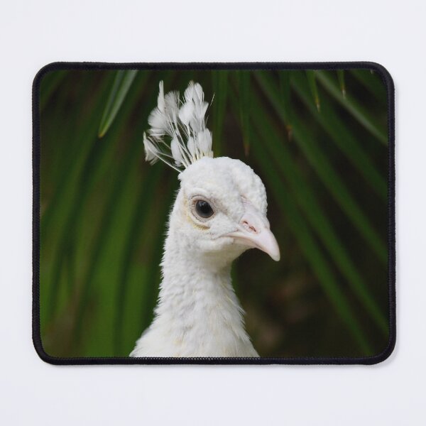 Item preview, Elegant White Peacock designed and sold by richardbryce.