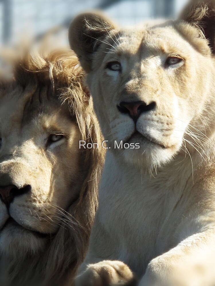 White Lions by ronmoss