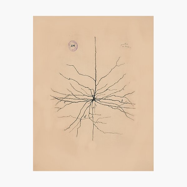 First neuron Photographic Print