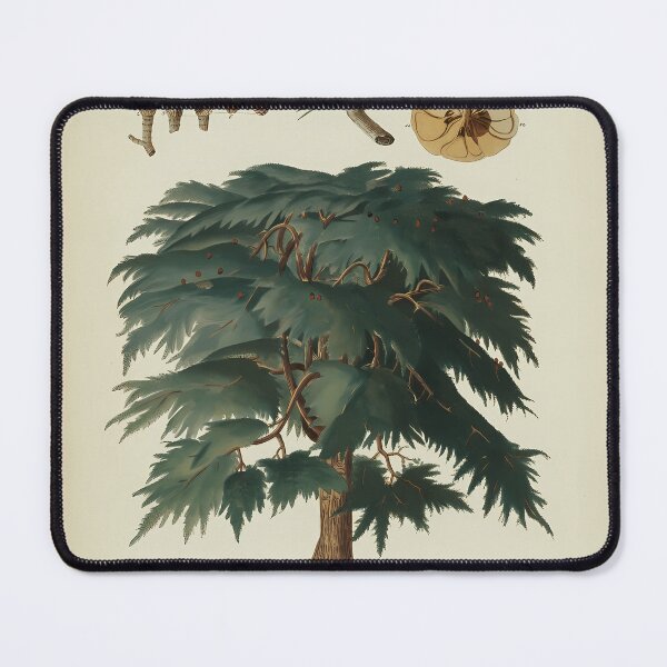 Item preview, Cedar-Tree.-Botanical-Study designed and sold by JurgenGotts.