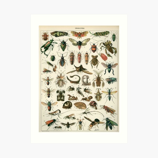 Insects 1 Art Print