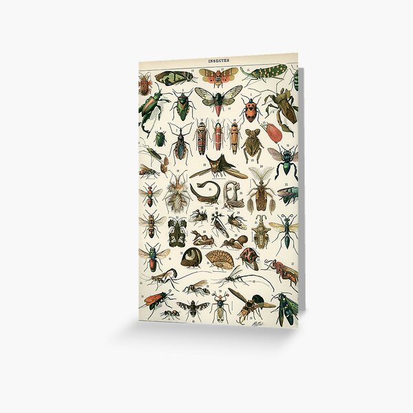 Aperçu de l'œuvre Insectes 1 créée et vendue par Salocin.