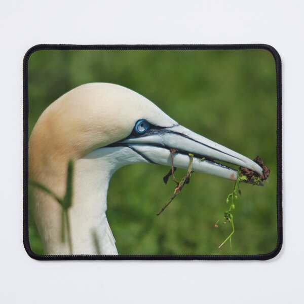 Item preview, Northern Gannet Nesting designed and sold by Production Art Manon Meilleur.