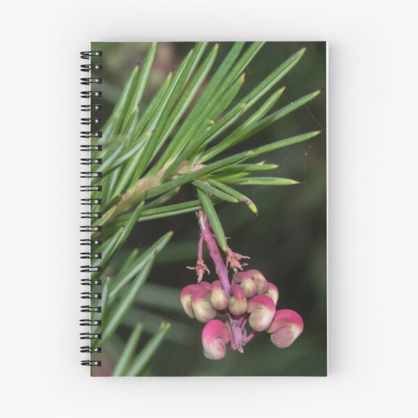 Item preview, New buds on Grevillea Leith Park Victoria 20180528 2774  designed and sold by Fred Mitchell.