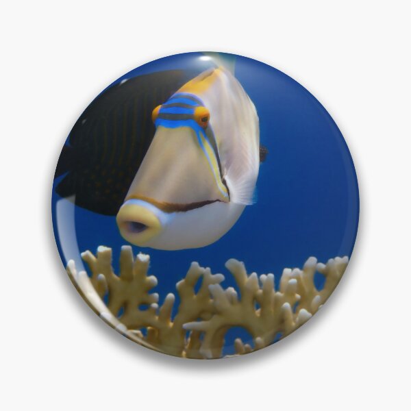 Item preview, The Amazing Arabian Triggerfish Closeup In The Red Sea designed and sold by hurmerinta.