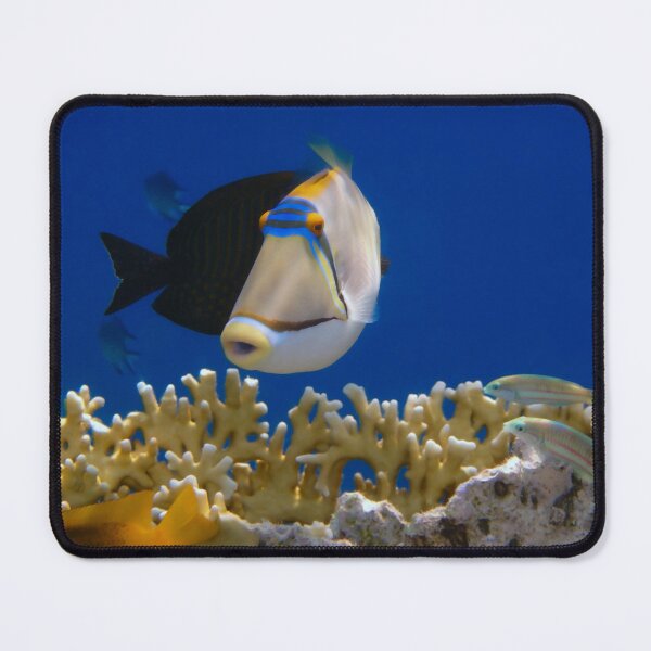 Item preview, The Amazing Arabian Triggerfish Closeup In The Red Sea designed and sold by hurmerinta.
