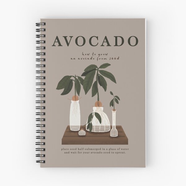 Item preview, Avocado Seed Growing Illustration designed and sold by anotherkknab.