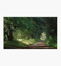 Another morning walk in the forest Photographic Print