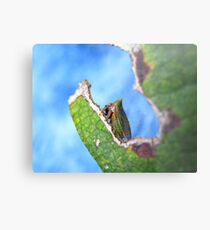 Green Horned Treehopper Metal Print