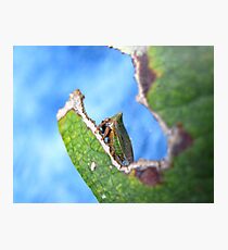 Green Horned Treehopper Photographic Print
