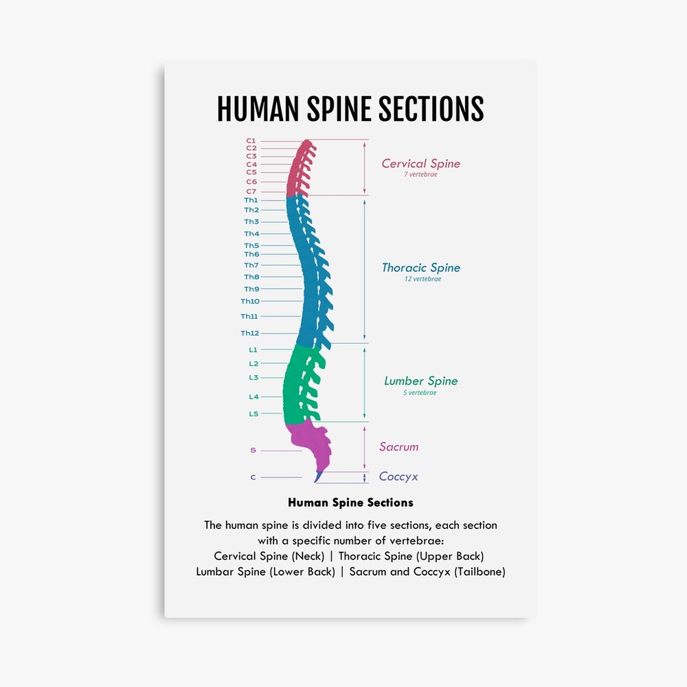 Human Spine Sections Poster