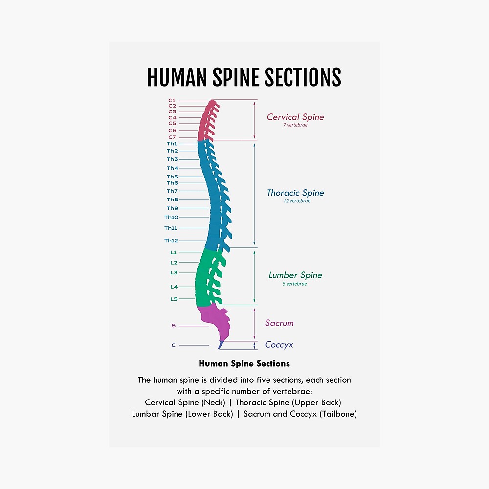 Human Spine Sections Poster
