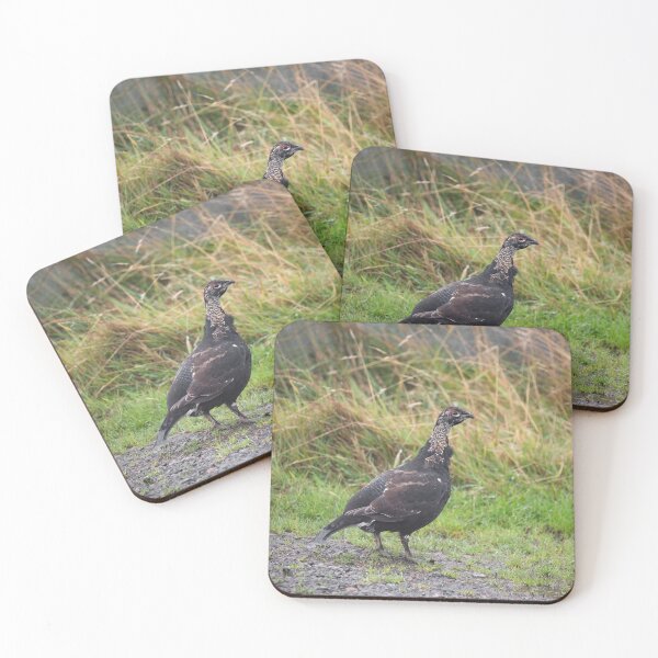 Item preview, Juvenile Black Grouse designed and sold by RedGrouse.