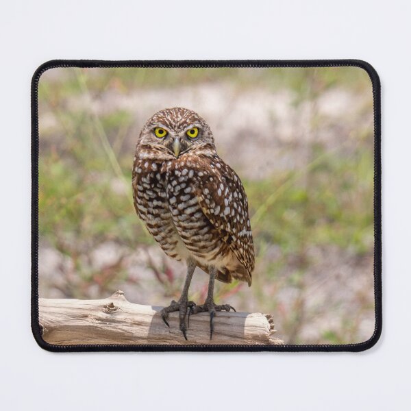 Item preview, Owl lovers designed and sold by Alla Gill.