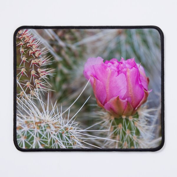 Item preview, Beavertail Cactus Flower – Arizona designed and sold by Travelways.