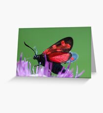 Burnet moth Greeting Card