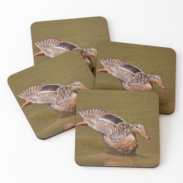 Item preview, Mallard washing its feathers designed and sold by Production Art Manon Meilleur.