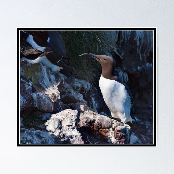 Item preview, Guillemot at Fowlsheugh designed and sold by Shaun Whiteman.
