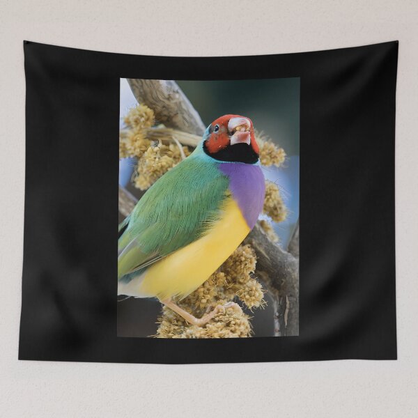 Item preview,  Gouldian Finch designed and sold by DianaLaneHJK.