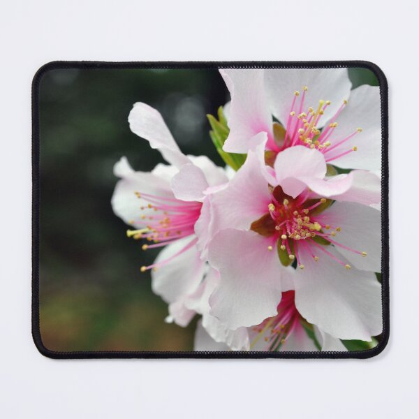 Item preview, Almond Blossoms designed and sold by AffeldtImages.