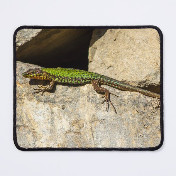 Item preview, Vibrant Green Lizard Resting On Rough Rocks In Sunlit Natural Habitat Photo Outdoor Scene designed and sold by Nmallia.