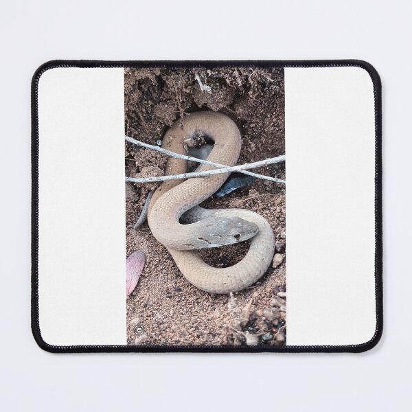 Item preview, Common Scaly-foot Legless lizard 2025 designed and sold by Danni's Delights.
