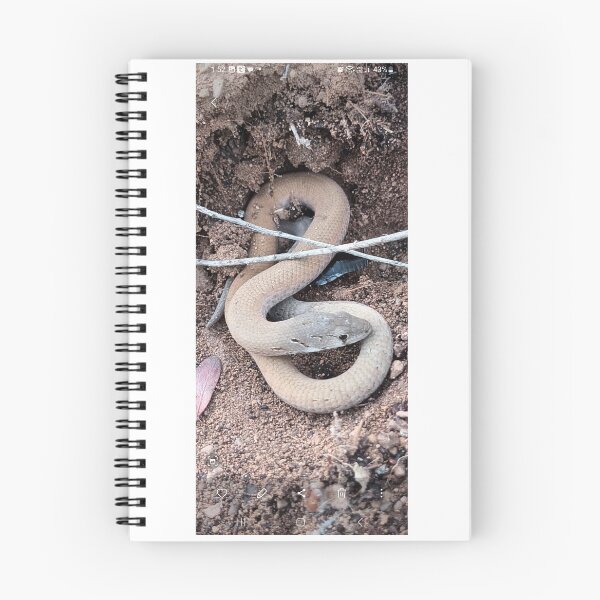 Item preview, Common Scaly-foot Legless lizard 2025 designed and sold by Danni's Delights.