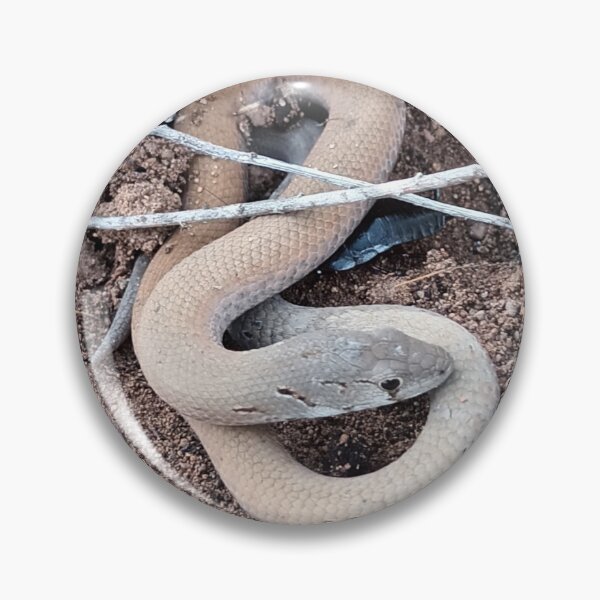 Item preview, Common Scaly-foot Legless lizard 2025 designed and sold by Danni's Delights.