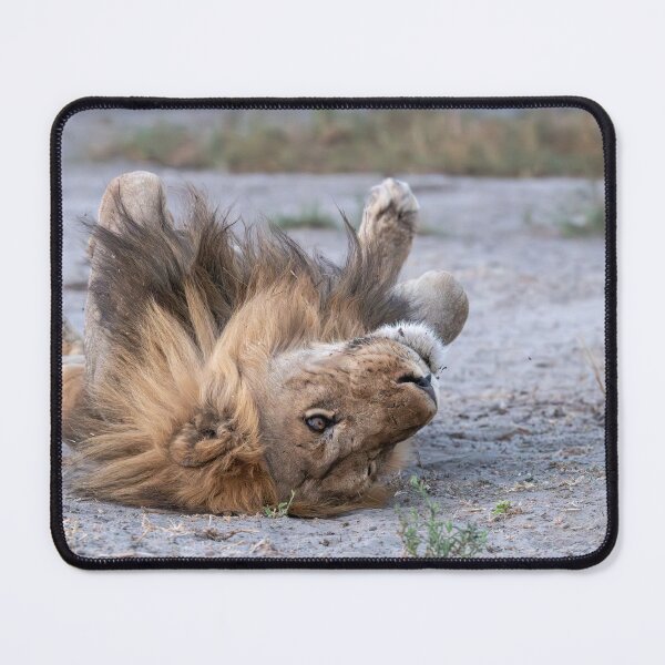 Item preview, The King at Rest – Playful Lion Rolling in the Savanna Dust designed and sold by DavideAntoniani.