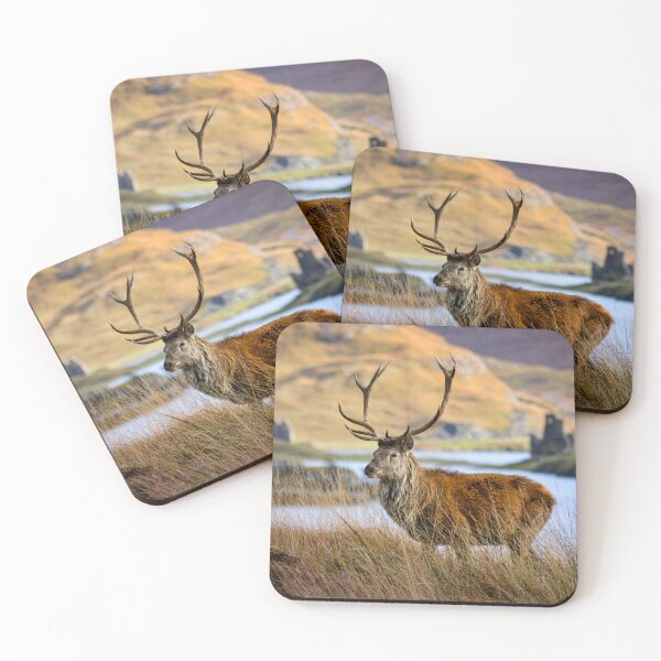 Item preview, Red Deer Stag near Ardvreck Castle. Assynt, |Lairg. Scotland. designed and sold by CEastwoodPhotos.