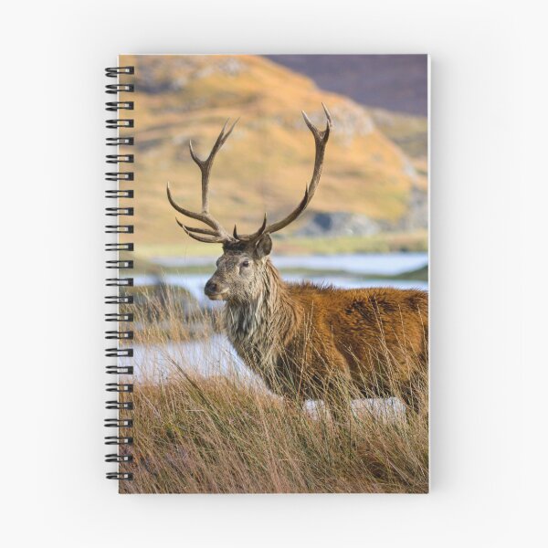 Item preview, Red Deer Stag near Ardvreck Castle. Assynt, |Lairg. Scotland. designed and sold by CEastwoodPhotos.