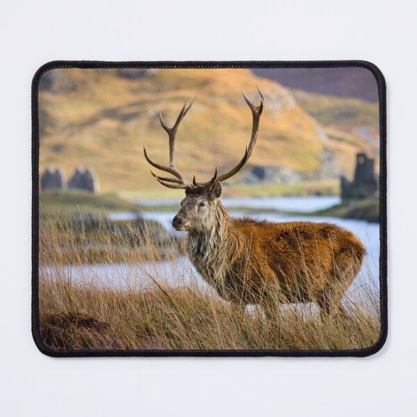 Item preview, Red Deer Stag near Ardvreck Castle. Assynt, |Lairg. Scotland. designed and sold by CEastwoodPhotos.