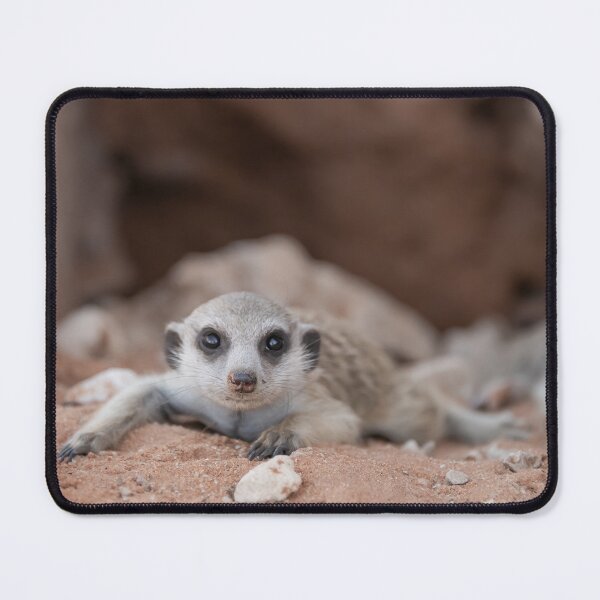 Item preview, Cute Meerkat Resting – African Wildlife Photography designed and sold by DavideAntoniani.