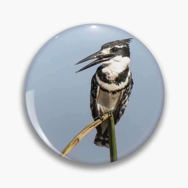 Item preview, Pied Kingfisher on Reed – African Birdwatching Photography designed and sold by DavideAntoniani.