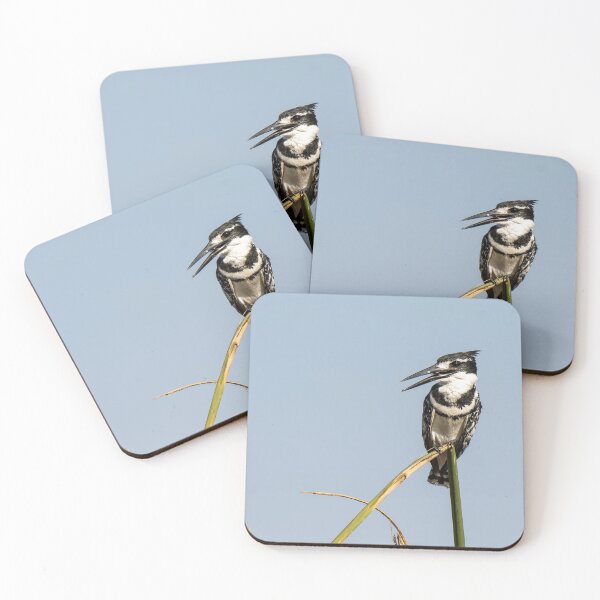 Item preview, Pied Kingfisher on Reed – African Birdwatching Photography designed and sold by DavideAntoniani.