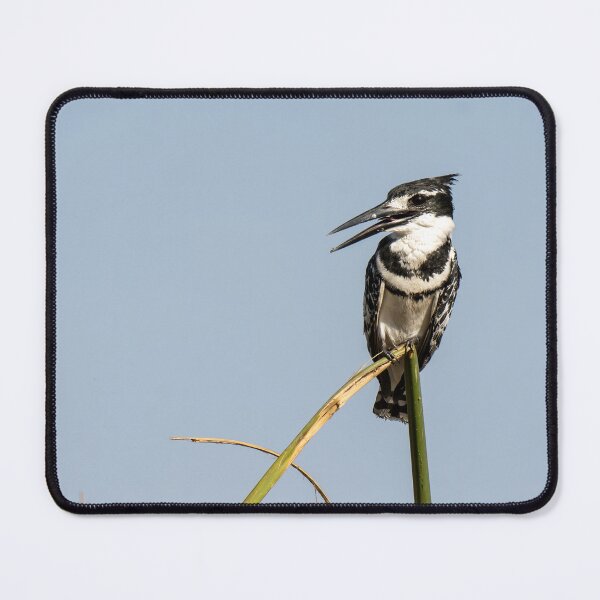Item preview, Pied Kingfisher on Reed – African Birdwatching Photography designed and sold by DavideAntoniani.