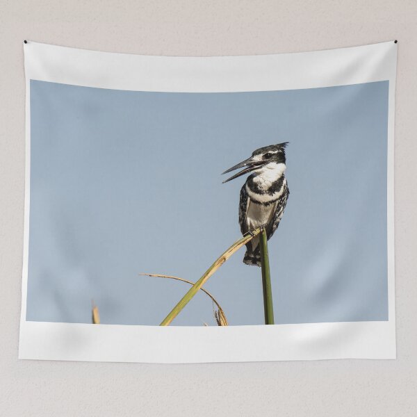Item preview, Pied Kingfisher on Reed – African Birdwatching Photography designed and sold by DavideAntoniani.