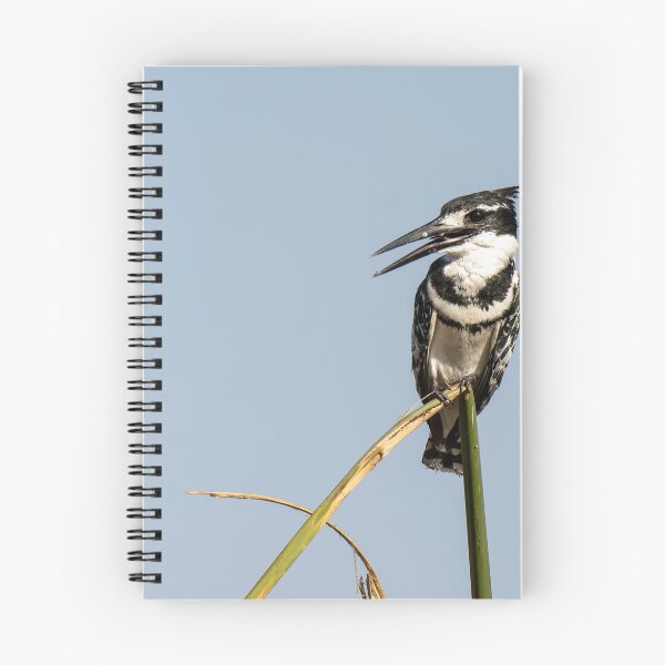 Item preview, Pied Kingfisher on Reed – African Birdwatching Photography designed and sold by DavideAntoniani.