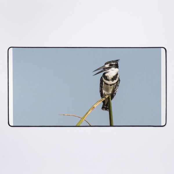 Item preview, Pied Kingfisher on Reed – African Birdwatching Photography designed and sold by DavideAntoniani.