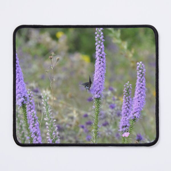 Item preview, Black Swallowtail Butterfly on Dense Blazing Star designed and sold by AffeldtImages.
