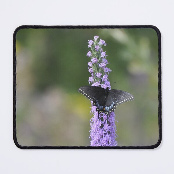 Item preview, Black Swallowtail Butterfly on Dense Blazing Star designed and sold by AffeldtImages.