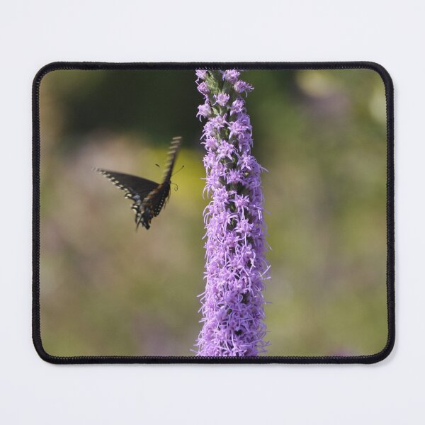 Item preview, Black Swallowtail Butterfly in Flight on Dense Blazing Star designed and sold by AffeldtImages.